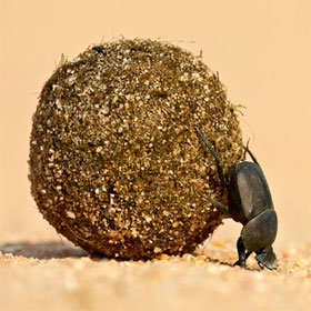 The reason why the Egyptians worship the beetles eat dung