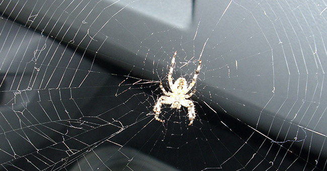 The reason why you find spiders in the car