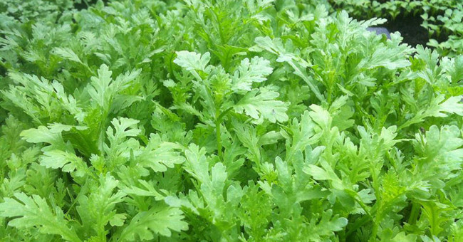 The reason you should regularly feed your family chrysanthemum in the winter