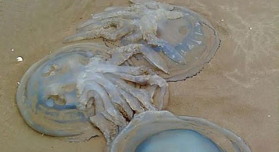 The record amount of jellyfish encroaches on the British coast