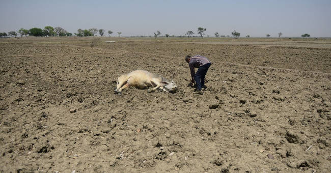 The record hot sun in India, the cows fainted in the field