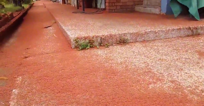 The red carpet of crab covered Australia island