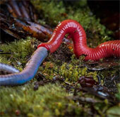 The red leech monster swallowed up the big worm in the blink of an eye