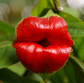 The 'red lips end' in the middle of the green forest