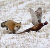 The red-alert ambush triggers the pheasants' re-invasion