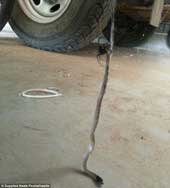 The red-backed spider lifted the poisonous snake from the ground