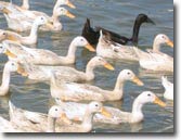 The re-exported bird flu is less than 100 km from Hanoi