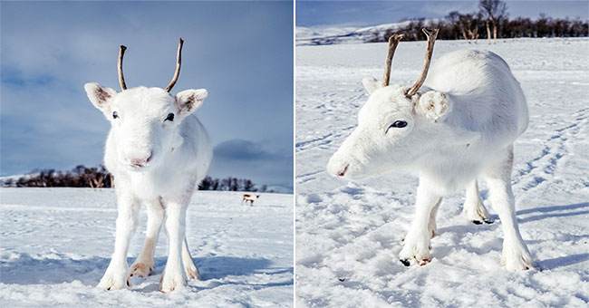 The reindeer is as white as the dazed snow before the lens