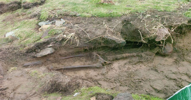 The remains of a thousand year old skin remain intact after the storm in Ireland