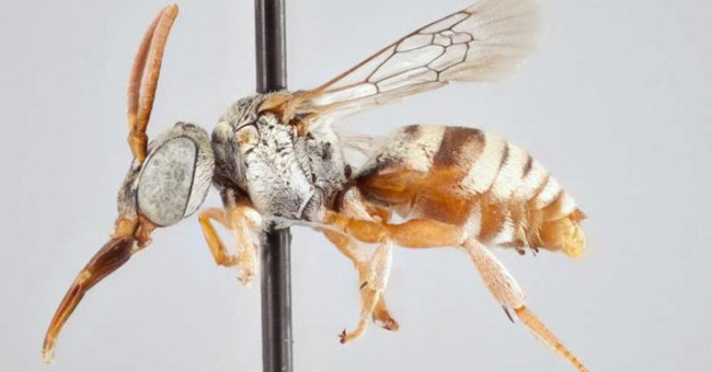 The researchers identified 15 new bees and bees
