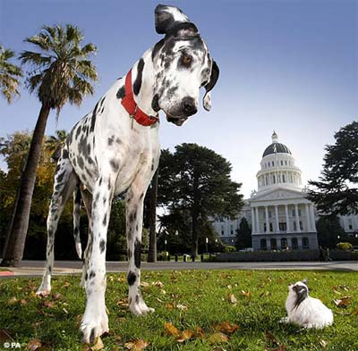 The reunion of the tallest and smallest dog in the world