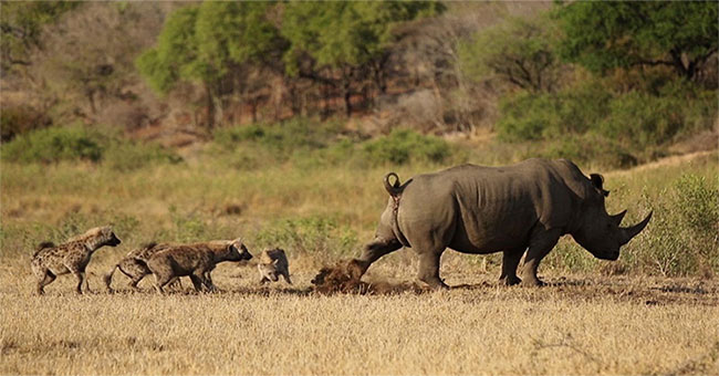 The rhinoceros drops a fission bomb, scaring the hyena