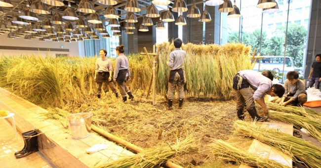 The rice fields are ripe yellow in Japanese company office