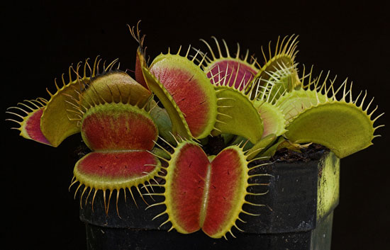 The richest carnivorous marsh in the world