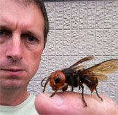 The rise of wasps