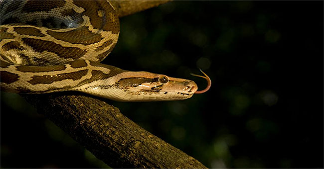The rising superhuman species threatens human habitats in Florida