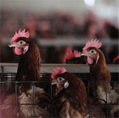 The risk of a H7N9 outbreak in winter in China