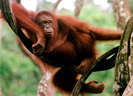 The risk of disease from wildlife trade