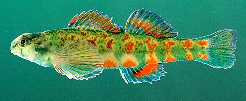The risk of extinction of North American freshwater fish