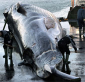 The risk of extinction of the gray back whale because of beer
