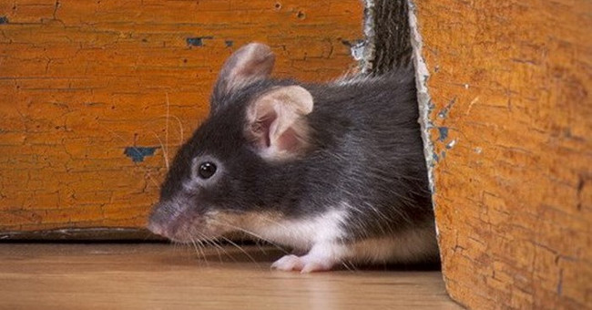 The risk of rats carrying new pathogens and strains in New York