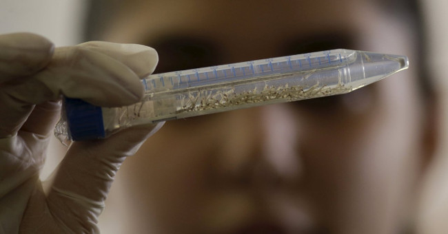 The risk of virus Zika attacks Asia