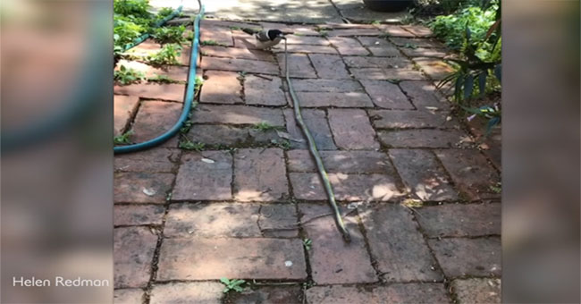 The rogue bird rattles 1.5 meters in Australian gardens