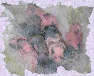 The role of pheromone in developing the ability to recognize smells in newborn mammals
