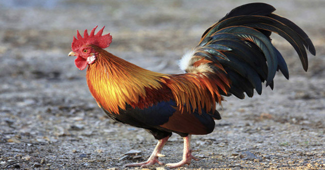 The rooster 'makes meat' the poisonous king of cobra in a blink of an eye