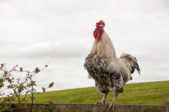 The rule governs the sequence of crowing