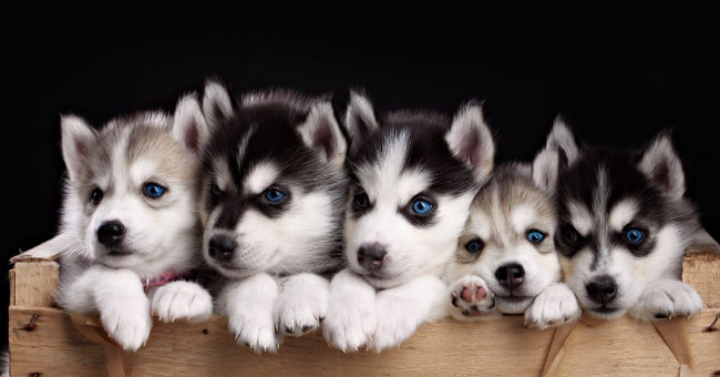 The rules to remember before you want to breed cats and dogs