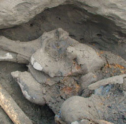 The Russian boy found 30,000 years old mammoth