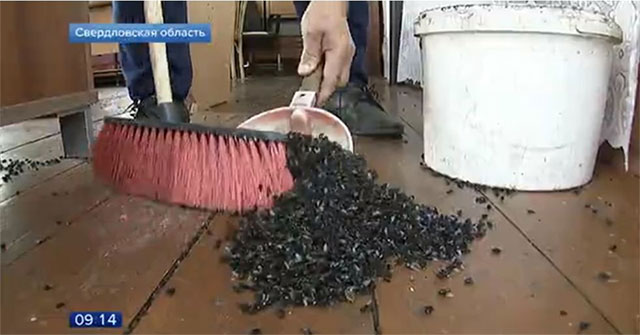 The Russian mountain people are miserable because the flies cover the sky