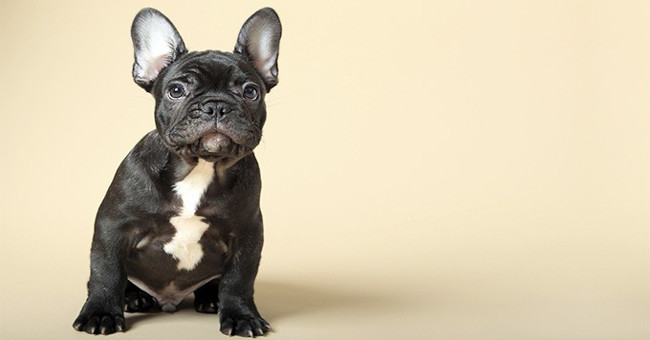 The sad reality is that the French Bull is suffering