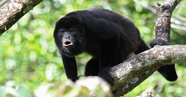 The sad truth behind the black-bodied species is gradually turning yellow