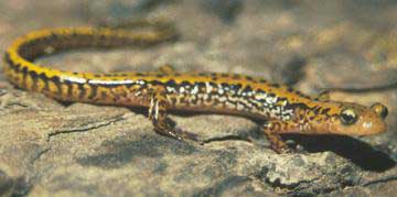 The salamander also knows ... doing calculation