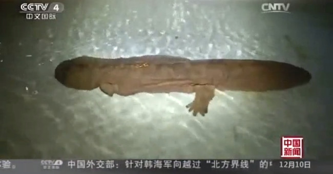 The salamander 'fossil live' stuck two years in the sewer pipe