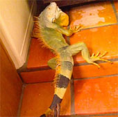 The salamander has 8 tails