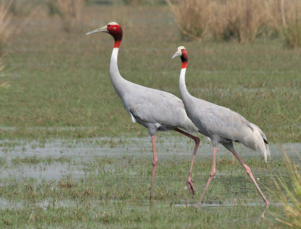The Sarus Crane begins on Tram Chim National Park