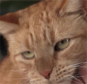 The saved cat lives on dog blood