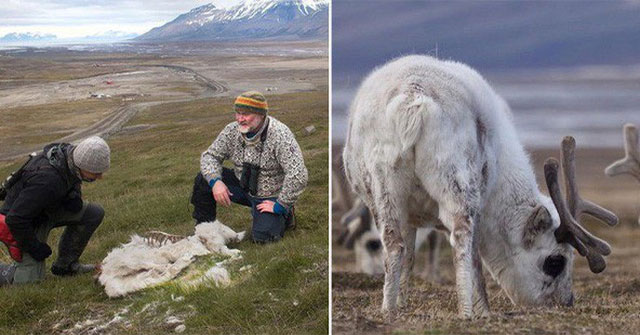 The scary of climate change: The coldest animals cannot live anymore
