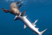 The scary revenge of seals with sharks