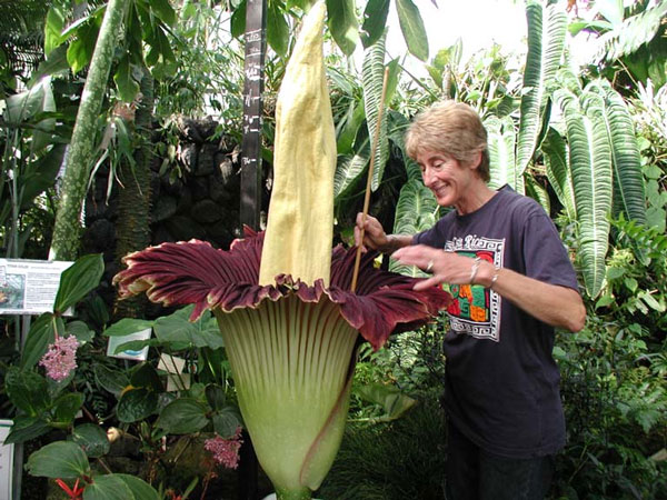 The scavenger flowers bloom again