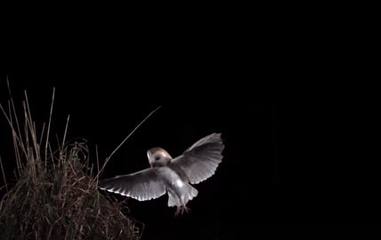 The scene slows down beautifully when birds take off