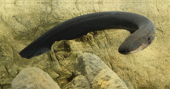The scientist jolted when he caught the eel's shot