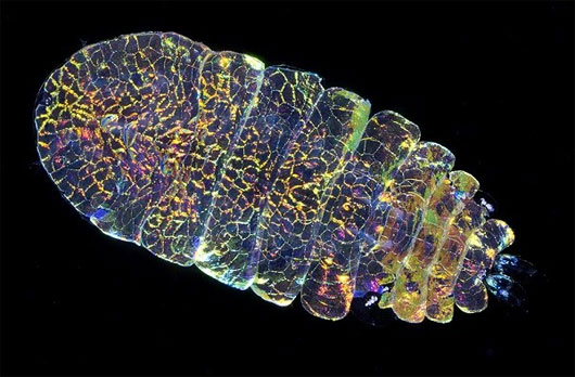 The sea creature 'escapes hidden' is like a sapphire stone
