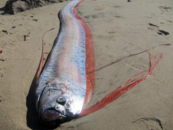 The 'sea dragon' has the ability to predict earthquakes that drift into the Vietnamese sea