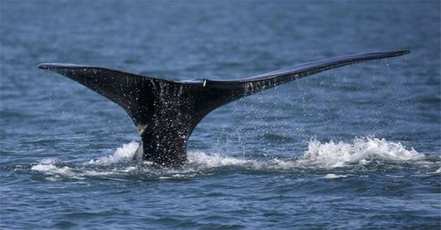The sea is hot to the extinct North Atlantic whale