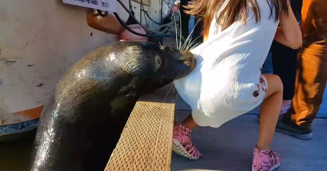 The sea lion bites the skirt of the dress and slips the girl into the water