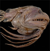 The sea monster that is mating is permanently attached